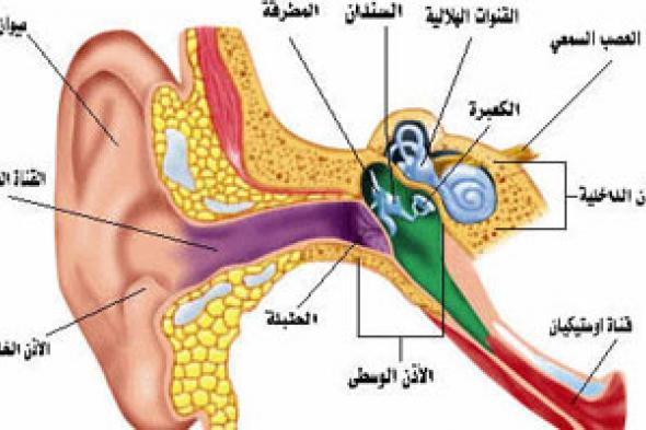 خلل العصب السمعى يصيبك بالصمم