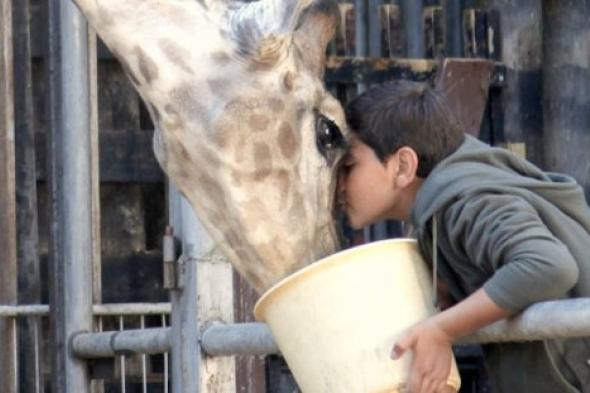 "جيرافادا"... المجد لمن أحيا أرضًا ميتة