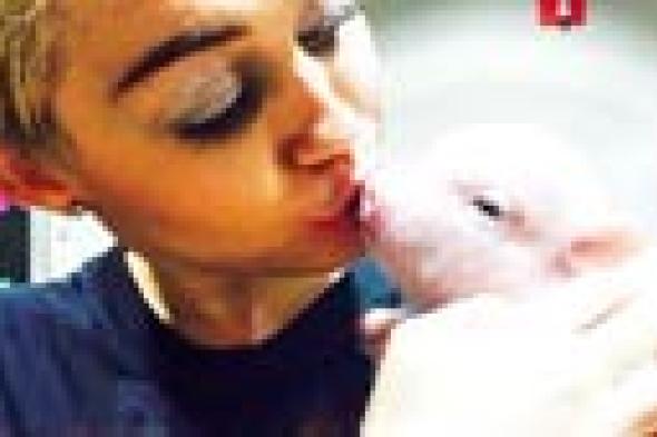 بالصور: مايلي سايرس تضم خنزيرا إلى عائلتها