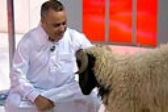 بالفيديو- جابر القرموطي يستضيف خروفا على الهواء