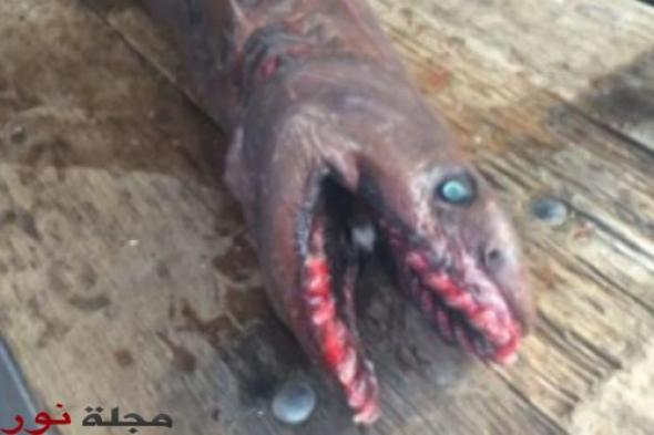 أسترالي يصطاد مخلوقاً بحرياً غريباً