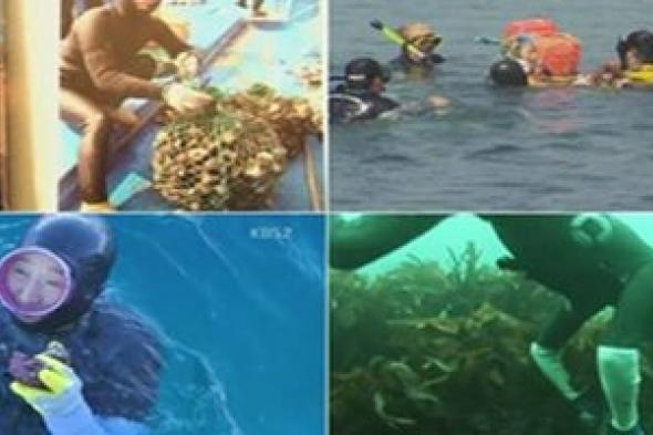 بالصور: حوريات البحر في جزيرة جيجو الكورية