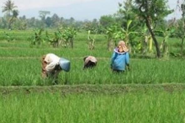 "نساء الأرز" في بوركينا فاسو.. كفاح السواعد النحيلة