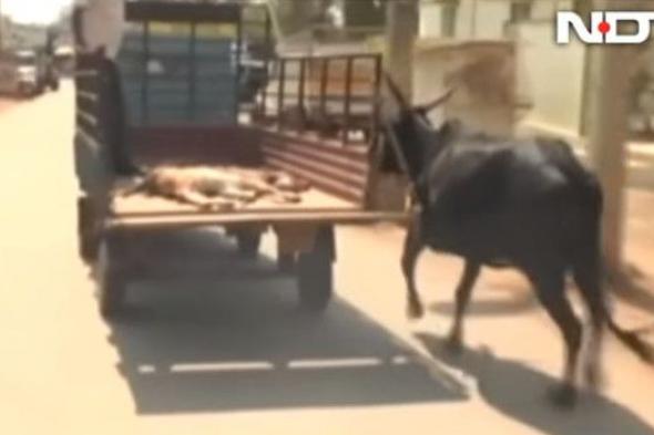 فيديو مؤثّر.. بقرة تلاحق سيارة تنقل صغيرها المصاب