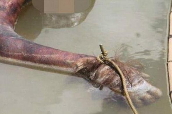 صور بشعة.. أعدموا إنسان الغاب بالرصاص وقطعوا رأسه
