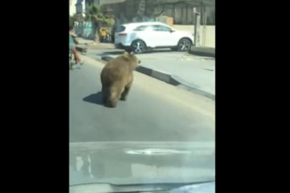 بالفيديو: دب يهرب من قفصه.. ويتجوّل في الشوارع!