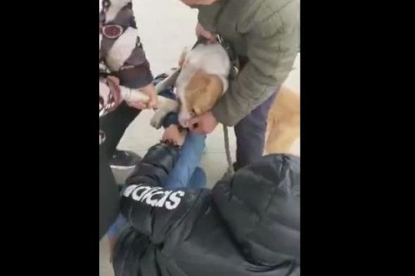 بالفيديو: كلب يعضُّ رجلاً في ساقه.. ويرفض تركه!