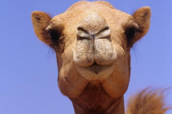 بالفيديو.. صاعقة ضربت القطيع فنفق 11 جملاً!