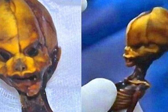 بالفيديو.. فكّ لغز كائن طوله 15 سنتيمترا وجد في الصحراء