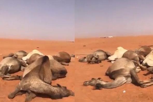 بالفيديو.. صاعقة رعدية قوية تقتل 11 جملاً بلحظة واحدة
