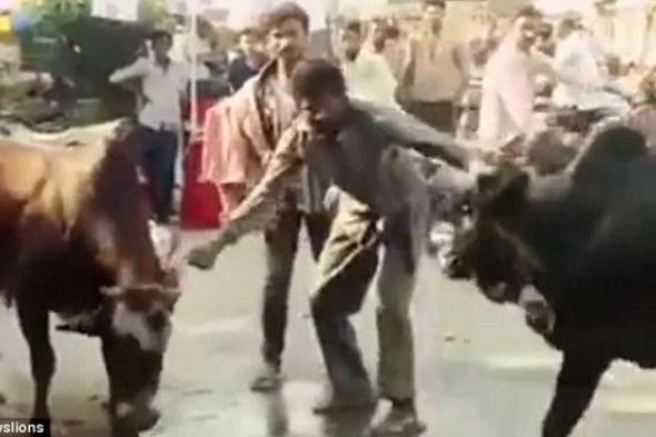 بالفيديو: حاول تفريق ثورين يتناطحان.. فدفع الثّمن!