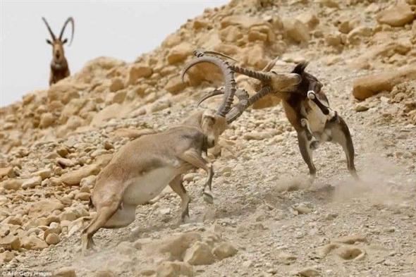 بالصور: صراع شرسٌ بين تَيْسَيْن.. بسبب أنثى!