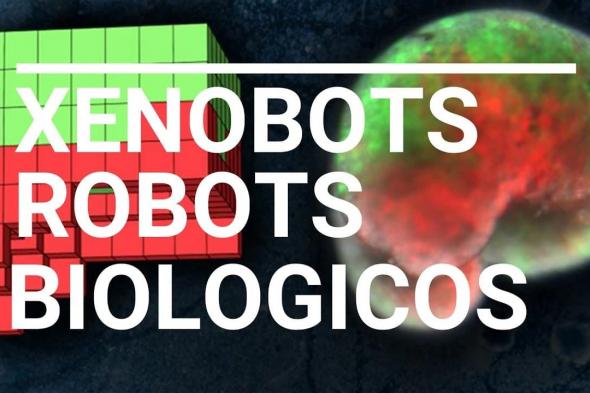 تعرف على Xenobot.. أول “روبوت حي ذاتي الالتئام”
