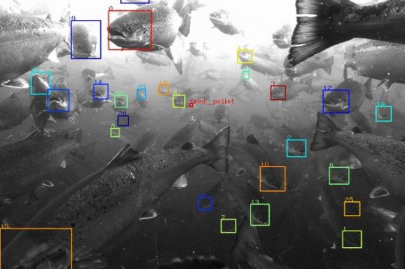 ألفابت تخترع نظامًا للتعرف على الأسماك