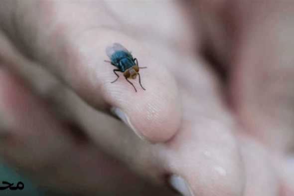 ذباب آكل للحوم يفاجئ العالم.. ماذا نعرف عنه وهل يجب القلق؟