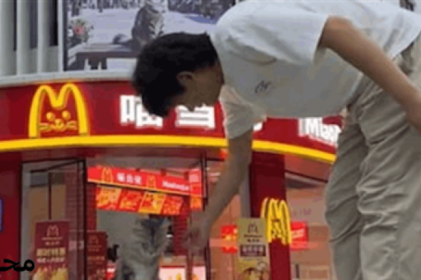 بالفيديو.. مدينة مصغّرة خاصة للقطط